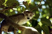 Madagascar - Montagne d'Ambre National Park