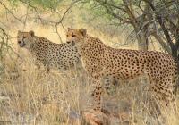 Namibia - plans corrected, flying out