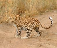 Namibia - Windhoek, big cats!