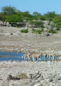 Namibia - The Northern Adventure; Etosha, Okaukuejo