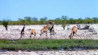 Namibia - Etosha National Park