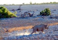 Namibia - Etosha; the last day