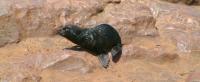 Namibia - the Skeleton Coast & the seals