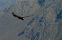 Peru - the Colca Canyon, the Cruz del Condor