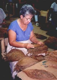 Pinar del Rio - een tabaksplantage - 1