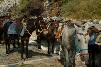 Crete (GR) - Zakros