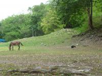 El Mirador – Day 2 – The Cockroach, the Mule and the Turkey