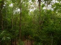 El Mirador – Day 5 – Voy a ir detrás de el machete, por favor