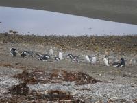Punta Arenas - The Strait of Magellan