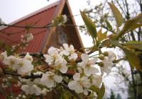 Enjoying spring flowers in Wojtkówka...