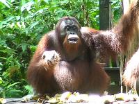 The orangs and orang - utangs...