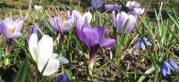 Spring flowers in Wojtkowka