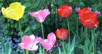 Tulips in my Wojtkowka...