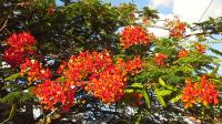 Hiking around Nevis Island