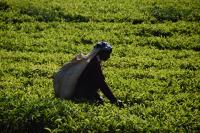 Tea plantation in Sri Lanka