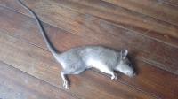 Rats in the paradise  :)