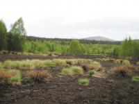 Peatbog Forest Reserve, Sumava
