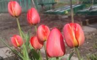 New tulips in Wojtkówka