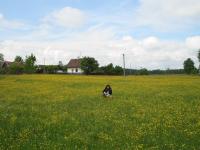Fields of Kojakovice