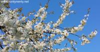 Spring in Wojtkówka!