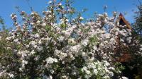 Apple trees in blossom