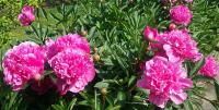 Peony' time...