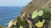 Milazzo Peninsula - prickly pears