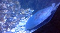 Grand Aquarium Hurghada