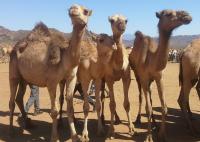 Camel market in East Ethiopia