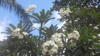 Sunny Barbados again!