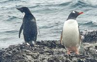 Penguins from Hope Bay