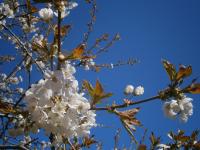Spring in Wojtkowka