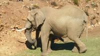 Safari in South Africa
